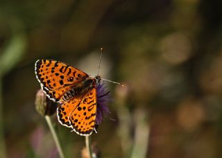 Benekli parhan (Melitaea didyma)