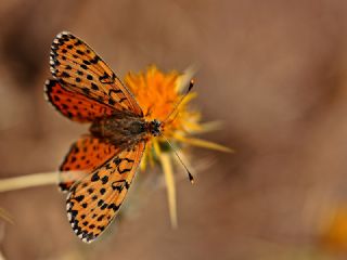 Benekli parhan (Melitaea didyma)