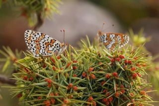 parhan (Melitaea cinxia)