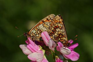 Amannisa (Melitaea athalia)