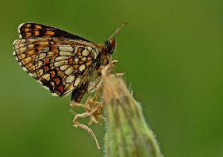 Amannisa (Melitaea athalia)