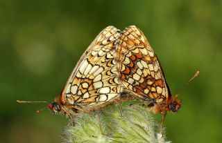 Amannisa (Melitaea athalia)