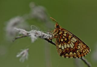 Funda parhan (Melitaea irka)