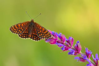 Amannisa&nbsp;(Melitaea&nbsp;athalia)