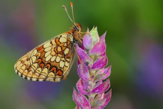 Amannisa&nbsp;(Melitaea&nbsp;athalia)