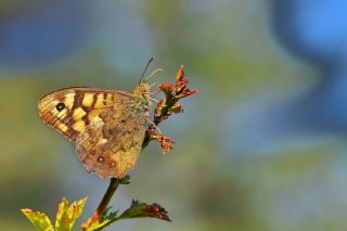 Karanlk Orman Esmeri (Pararge aegeria)