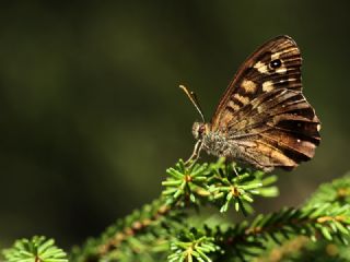 Karanlk Orman Esmeri (Pararge aegeria)