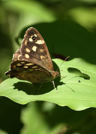 Karanlk Orman Esmeri (Pararge aegeria)