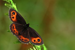 sko Gzelesmeri (Erebia aethiops)
