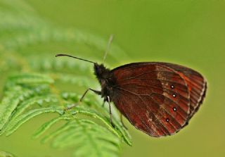 sko Gzelesmeri (Erebia aethiops)