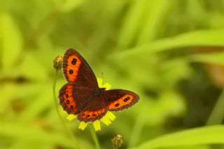 �sko� G�zelesmeri&nbsp;(Erebia&nbsp;aethiops)