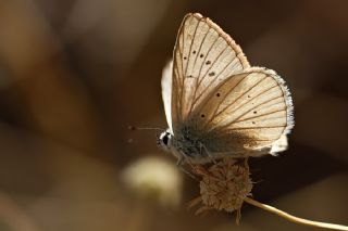 okgzl Anadolu Beyaz (Polyommatus menalcas)