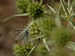 okgzl Anadolu Beyaz (Polyommatus menalcas)