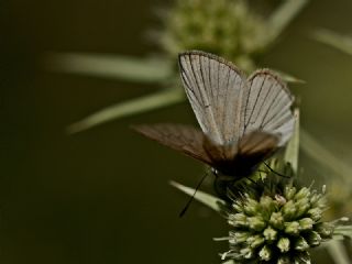okgzl Anadolu Beyaz (Polyommatus menalcas)