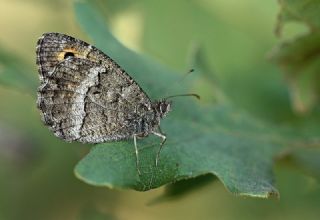 Seyit (Arethusana arethusa)