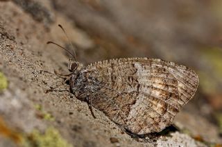 Seyit (Arethusana arethusa)