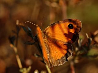 Pironiya (Pyronia tithonus)