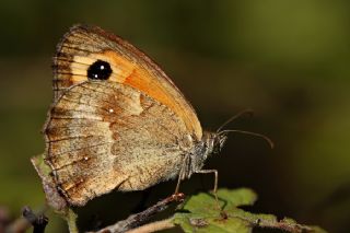 Pironiya (Pyronia tithonus)
