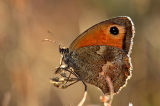 Pironiya (Pyronia tithonus)
