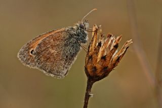 Kk Zpzp Perisi (Coenonympha pamphilus)