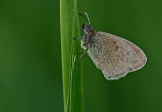 Kk Zpzp Perisi (Coenonympha pamphilus)