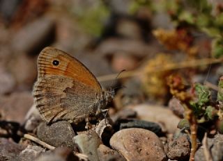 Kk Zpzp Perisi (Coenonympha pamphilus)