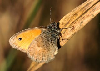 Kk Zpzp Perisi (Coenonympha pamphilus)