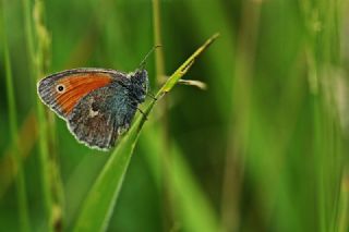 Kk Zpzp Perisi (Coenonympha pamphilus)