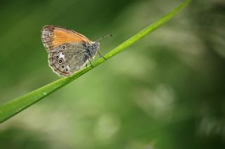 Orman Zpzp Perisi (Coenonympha glycerion)