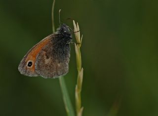 Kk Zpzp Perisi (Coenonympha pamphilus)