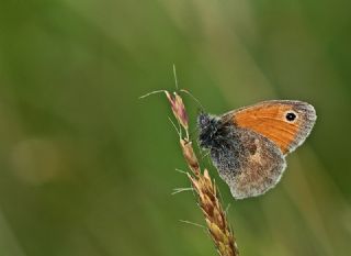 Kk Zpzp Perisi (Coenonympha pamphilus)