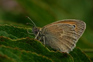 Kk Zpzp Perisi (Coenonympha pamphilus)