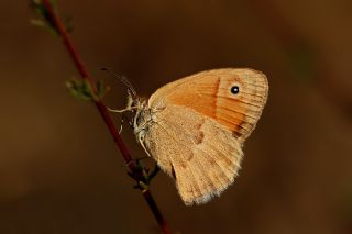 Kk Zpzp Perisi (Coenonympha pamphilus)