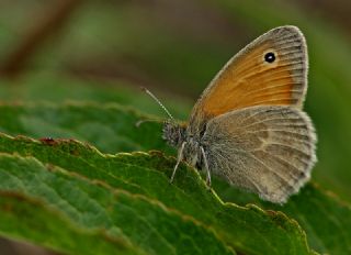 Kk Zpzp Perisi (Coenonympha pamphilus)