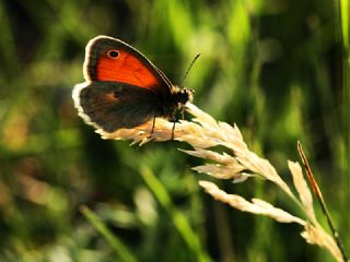 Kk Zpzp Perisi (Coenonympha pamphilus)