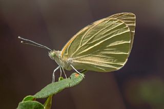 Byk Beyazmelek  (Pieris brassicae)