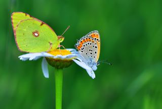 Sar Azamet (Colias croceus)