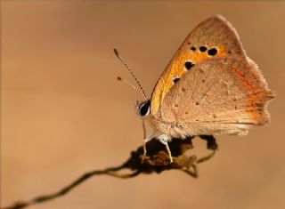 Benekli Bakr Gzeli (Lycaena phlaeas)