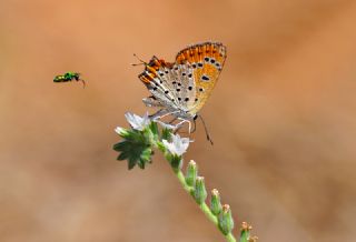 Kk Ate Gzeli (Lycaena thersamon)