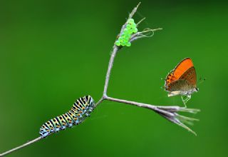 Kk Ate Gzeli (Lycaena thersamon)