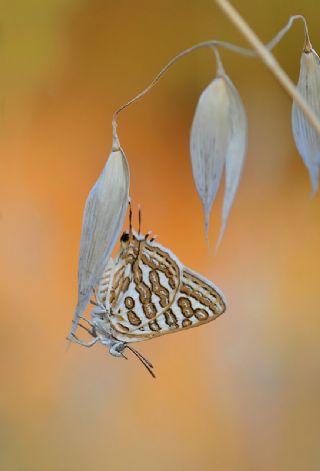 eytanck (Cigaritis acamas)