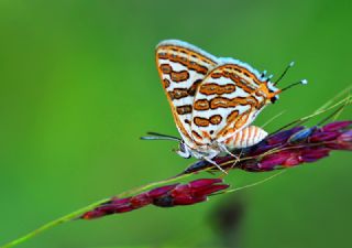 eytanck (Cigaritis acamas)