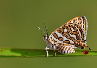 eytanck (Cigaritis acamas)