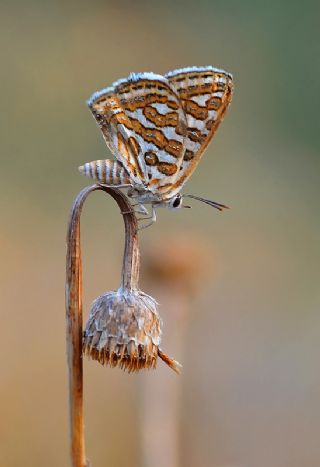 eytanck (Cigaritis acamas)