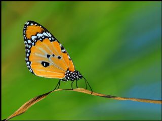 Sultan (Danaus chrysippus)