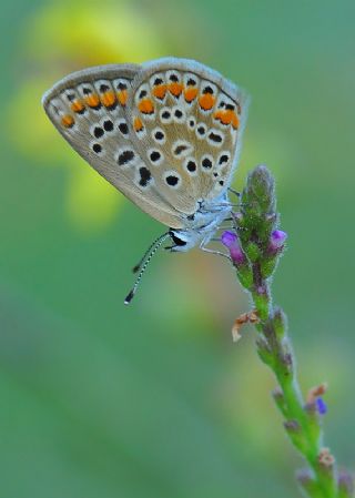 okgzl Esmer (Aricia agestis)