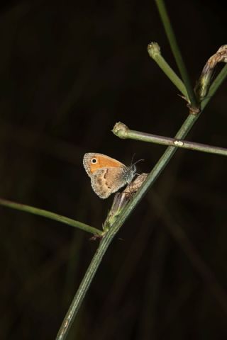 Kk Zpzp Perisi (Coenonympha pamphilus)