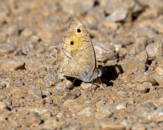 Levantin Yalanccads (Pseudochazara pelopea)