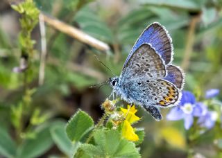 Gm Lekeli Esmergz (Plebejus argus)