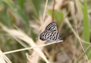 Balkan Kaplan (Tarucus balkanicus)